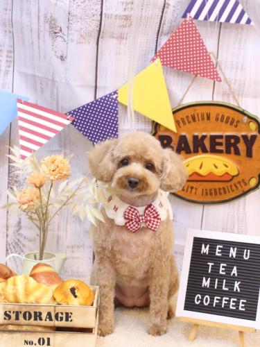 20240922パンちゃん